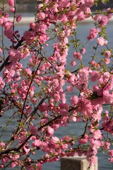 Peking  rosa Blueten an einem Strauch