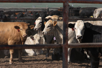 Wildorado  USA  Rinderbullen stehen in Gattern zusammengepfercht