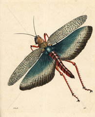 Indian locust  Gryllus indicus