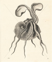 Greater argonaut octopus  Argonauta argo
