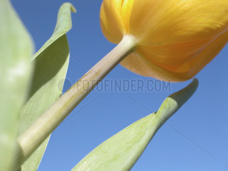 gelbe Tulpe vor blauem Himmel  tulip