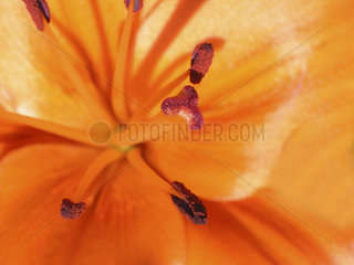 Lilie orangene Bluete  orange lily