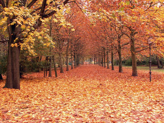 Herbst  Park  goldener Oktober