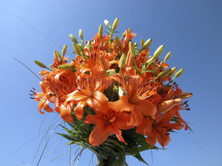 Strauss mit orangenen Lilien  orange lilies