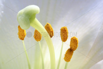 Bluetenstempel einer weisse Lilie  pistil of a white lily