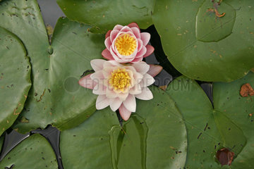 Seerose  Bluete  Nymphaea  water lily