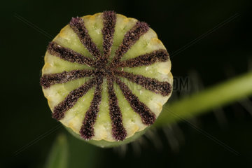 Samenkapsel Mohn  seed of a poppy