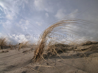 Duenengras  Gewoehnliche Strandhafer  Ammophila arenaria  European beachgrass