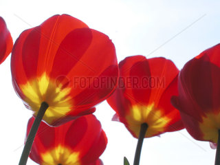 Tulpenblueten  tulips