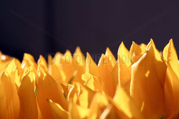 gelbe Tulpen  yellow tulips