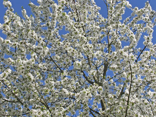 Kirschbaum in voller Bluete  cherry tree