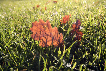 Herbst  Eichenblatt im Gras  autumn oak leaf