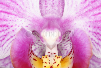 Orchidee  orchid