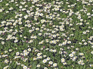 Wiese mit Gaenseblumen  meadow with daisies