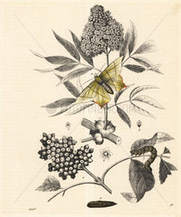 The Elder tree  Sambucus nigra  with berries and flowers  and swallow-tailed moth and caterpillar  Ourapteryx sambucaria.