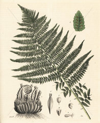 Lady fern  Athyrium filix femina