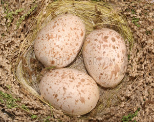 drei Eier in einem Nest