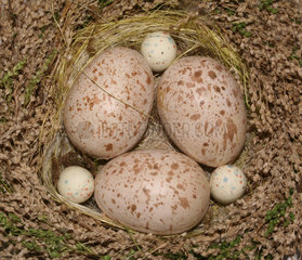 grosse und kleine Eier in einem Nest