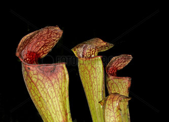 Kannenpflanze  Nepenthes