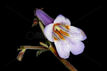 Orchidee  orchid