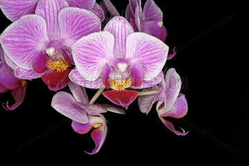 Orchidee  orchid  Phalaenopsis