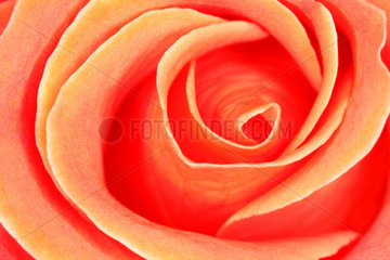 Rosenbluete  rose