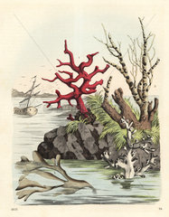Corals and bryozoan