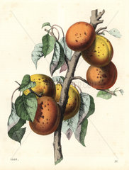 Apricot  Malus armeniaca