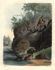 Native American man watching beavers build a dam