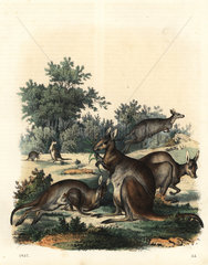 Kangaroo  Macropus giganteus