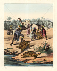Native Americans hunting the loggerhead sea turtle  Caretta caretta