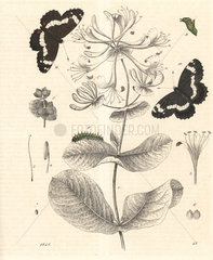 White admiral on honeysuckle  Lonicera caprifolium and Tachyptera sybilla