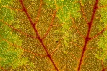 Herbst Blattstruktur  brownish leaf