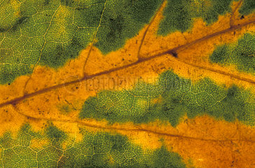 Herbst Blattstruktur  yellow and green leaf