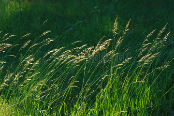 Grashalme im Wind  blades of grass