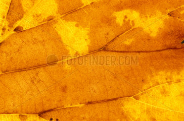 Herbst Blattstruktur  leaf