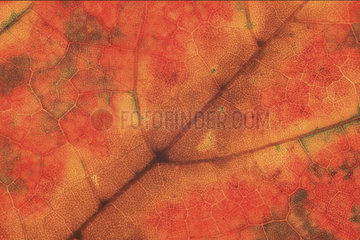 Herbst Blattstruktur  reddish leaf