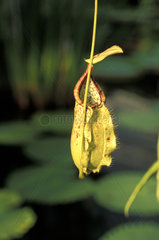 Kannenpflanze  Nepenthes