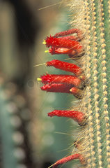 Cleistocactus strausii  Silberkerzenkaktus  Bluete  cactus blossom