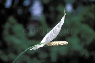 Spathiphyllum  Scheidenblatt  Blattfahne  Einblatt  Friedenslilie