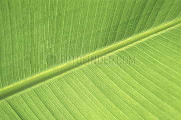 Bananenblatt  banana leaf