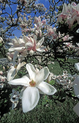 bluehende Magnolie / tree of magnolia in bloom