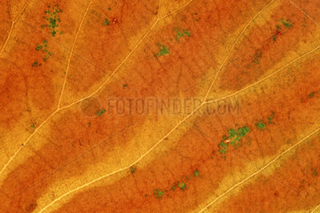 Herbst Blattstruktur  brown leaf