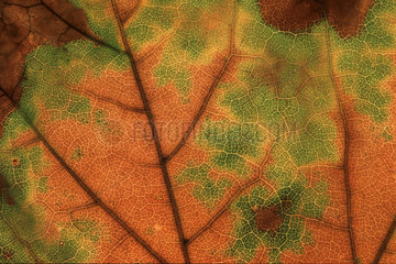 Herbst Blattstruktur  green and brown leaf