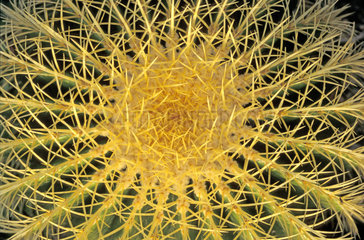 Ferocactus  Echinocactus grusonii  the golden barrel cactus  golden ball
