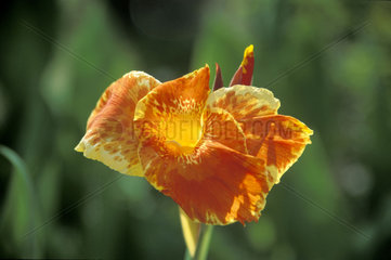 orangene Schwertlilie  iris