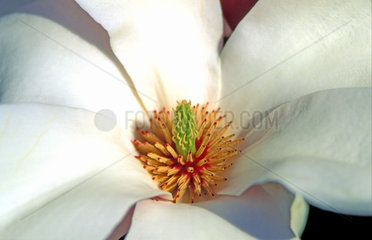 bluehende Magnolie / tree of magnolia in bloom