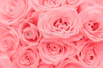 pinke Rosen  pink roses