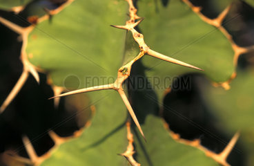 Kaktus  Dornen  thorn spine cactus