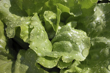 Kopfsalat  butterhead lettuce after the rain